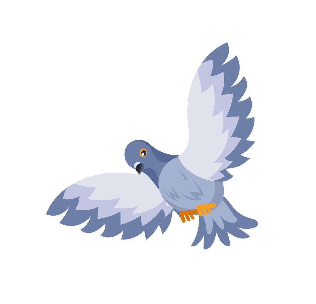 Gray dove flying with spread wings and orange paws on white background vector