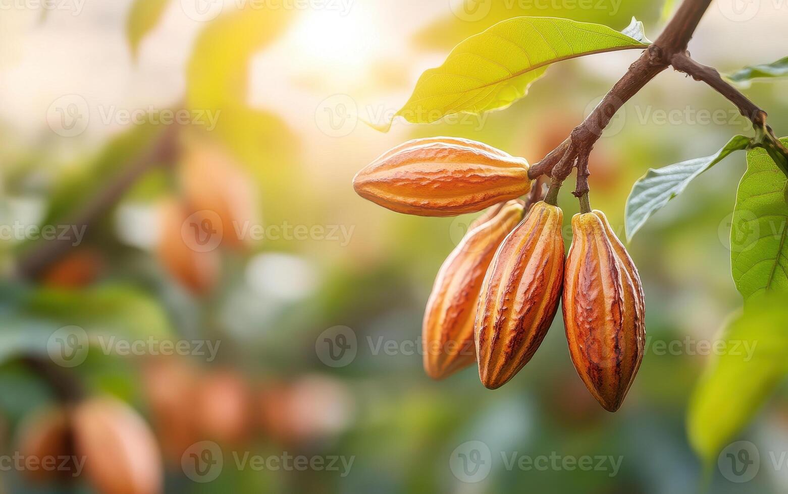 Cacao pods hanging on tree branch, showcasing their vibrant colors and textures in lush environment. sunlight creates warm atmosphere, highlighting beauty of nature photo