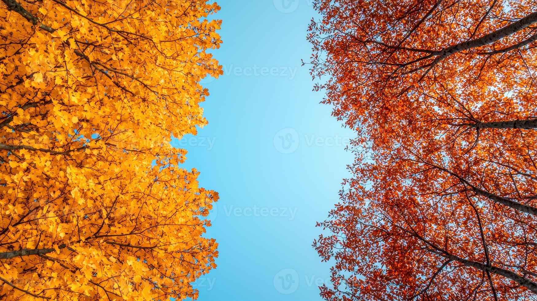 Vibrant autumn trees display stunning contrast of yellow and orange leaves against clear blue sky, creating picturesque scene that evokes sense of tranquility and beauty photo