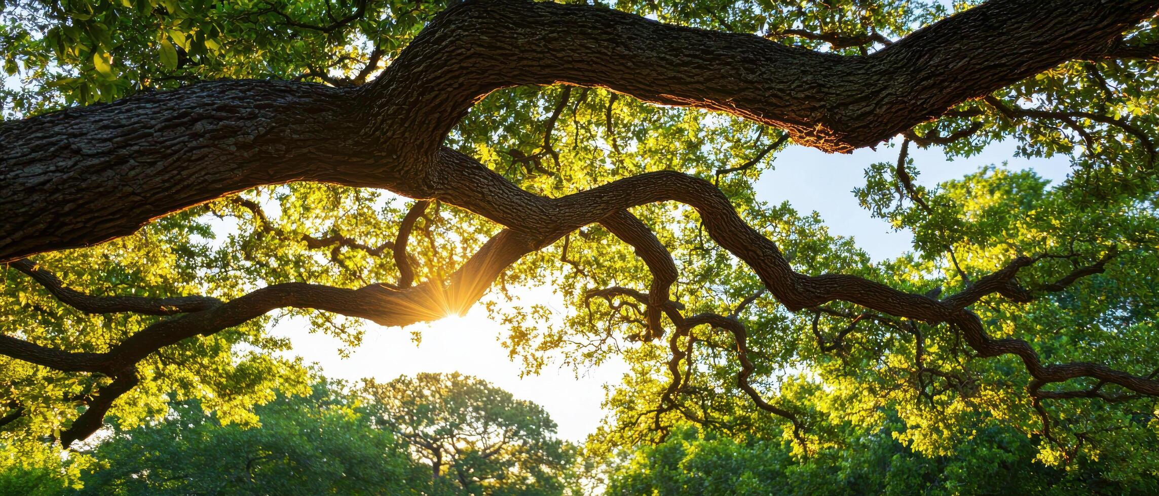 Ancient trees with twisting branches create serene canopy, illuminated by sunlight photo