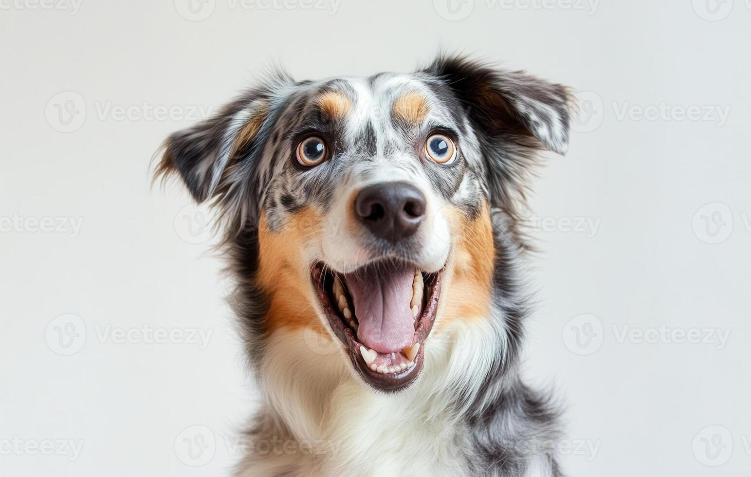 Australian and shepherd showing teeth dog panting on white background photo