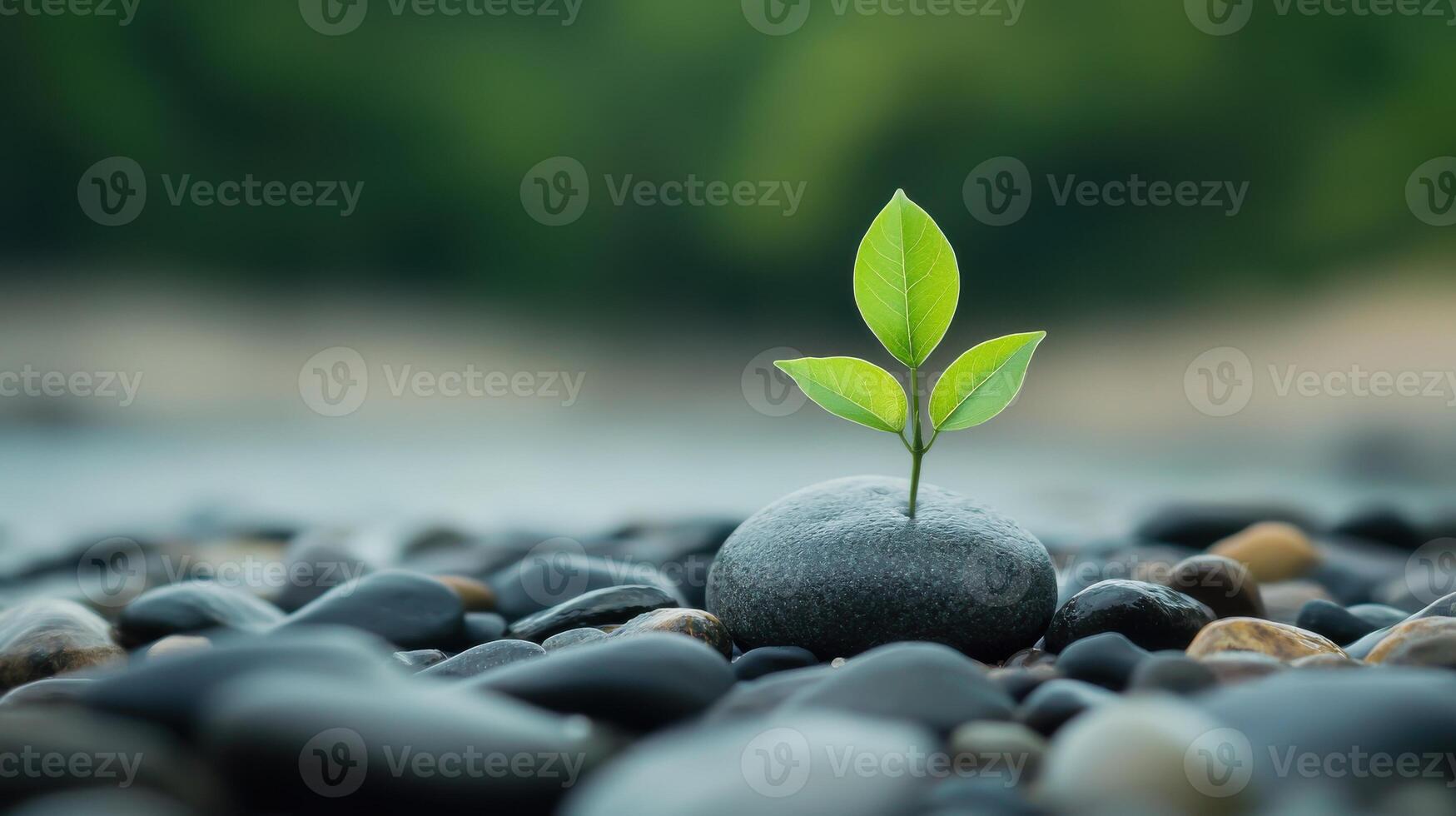 A small green plant is growing on a rock photo
