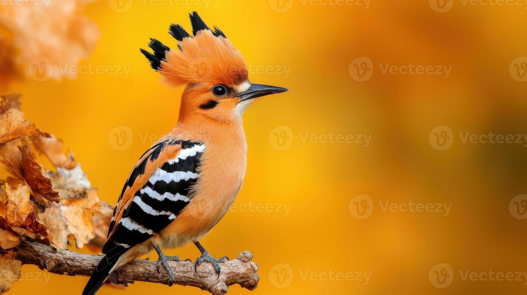 A bird with a long tail feather is perched on a branch photo