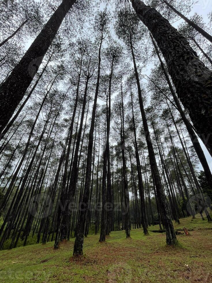 A forest of tall pine trees photo