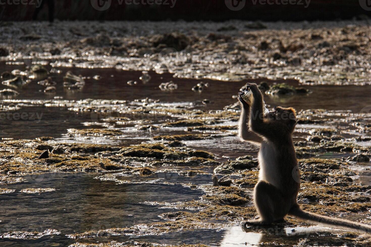 A monkey standing on its hind legs in the water photo