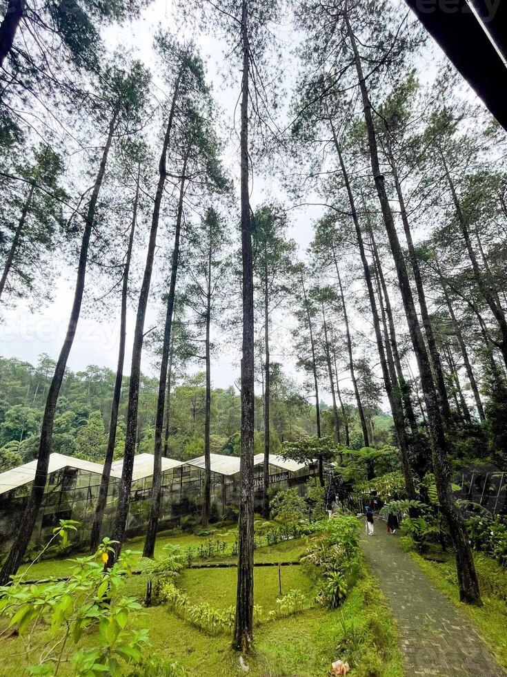 Beautiful Pine Forest Path, nature, landscape photo