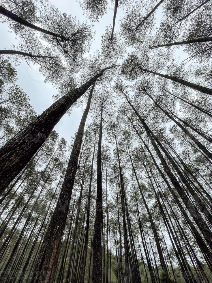 Tall pine trees in the forest photo