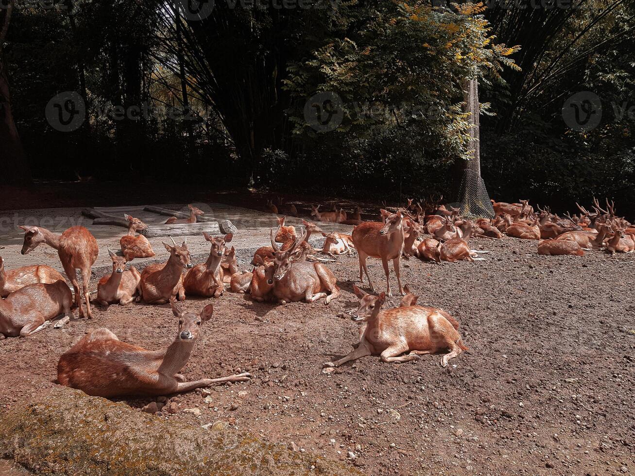 A group of deer relaxing in the forest under the sunlight photo