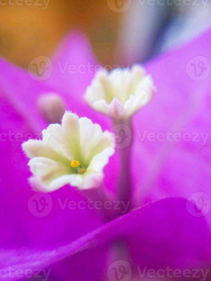 Close-up of vibrant pink bougainvillea flowers in bloom photo