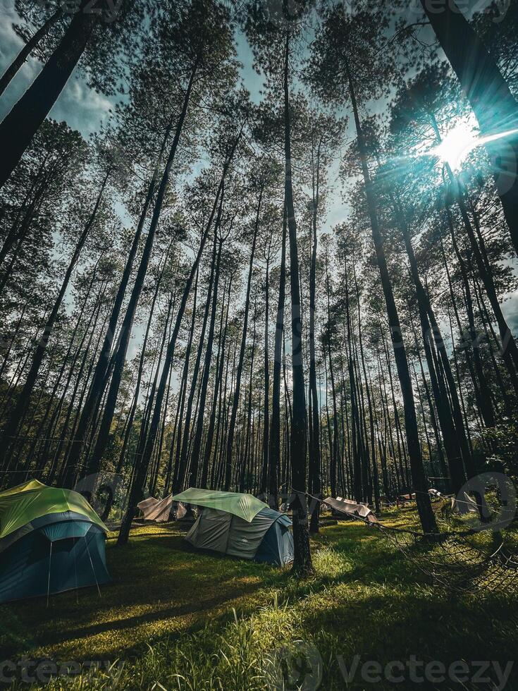Camping Tents in a Lush Forest with Tall Trees and Sunlight photo