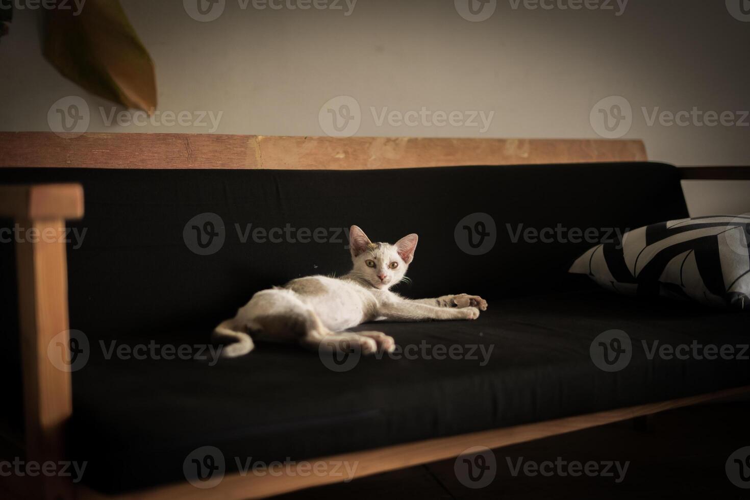 A white cat resting on a black couch photo