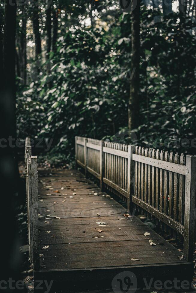 Wooden Bridge in a Dense Forest photo