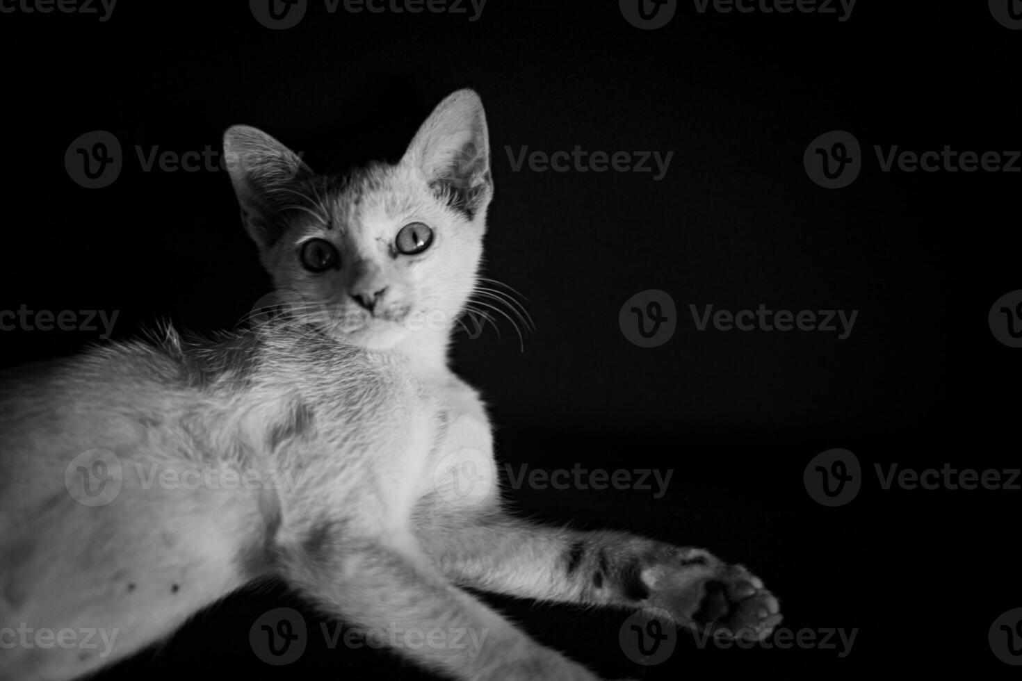 Charming Black and White Portrait of a Curious Cat photo
