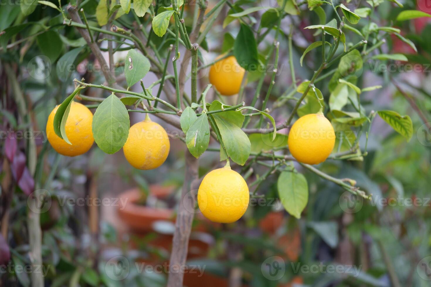 Fresh lemons hanging on a tree in a sunny garden photo
