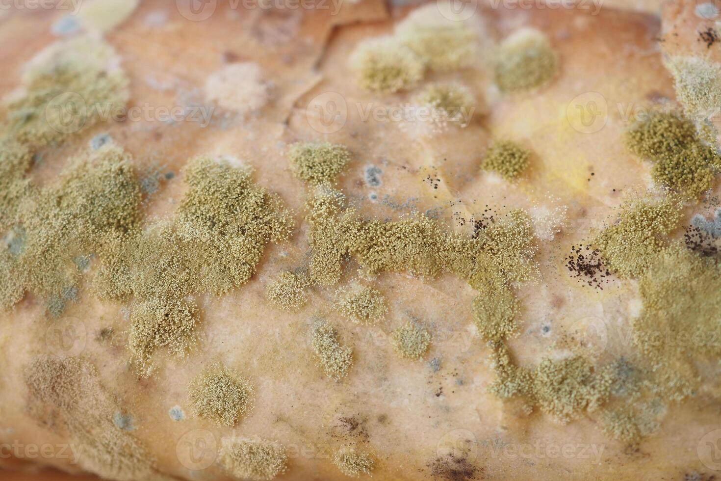Mold on bread shows time and storage effects photo