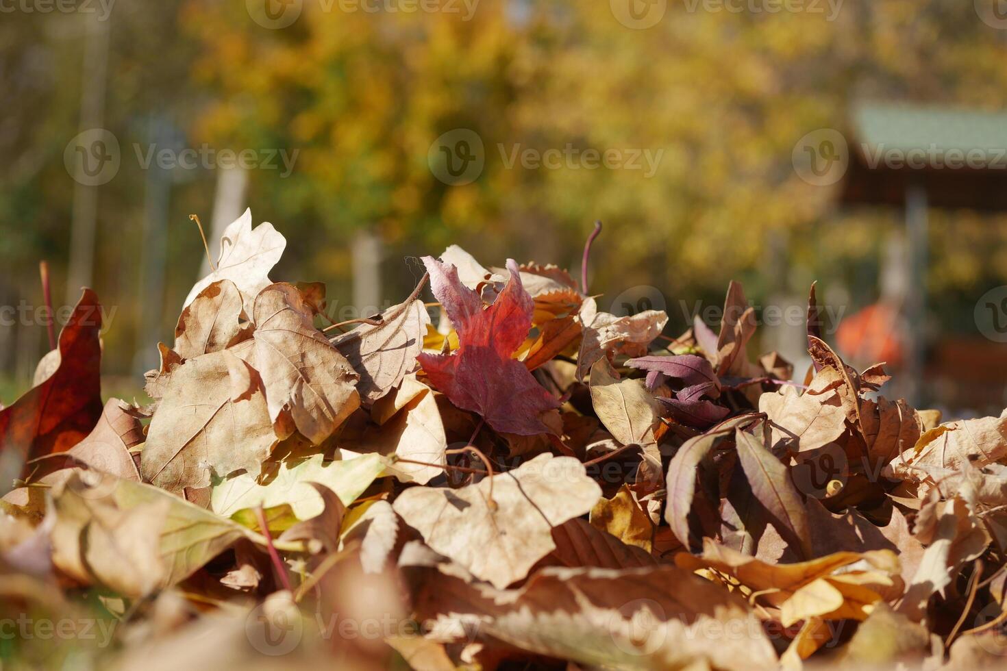 Colorful autumn leaves piled on the ground in a park photo
