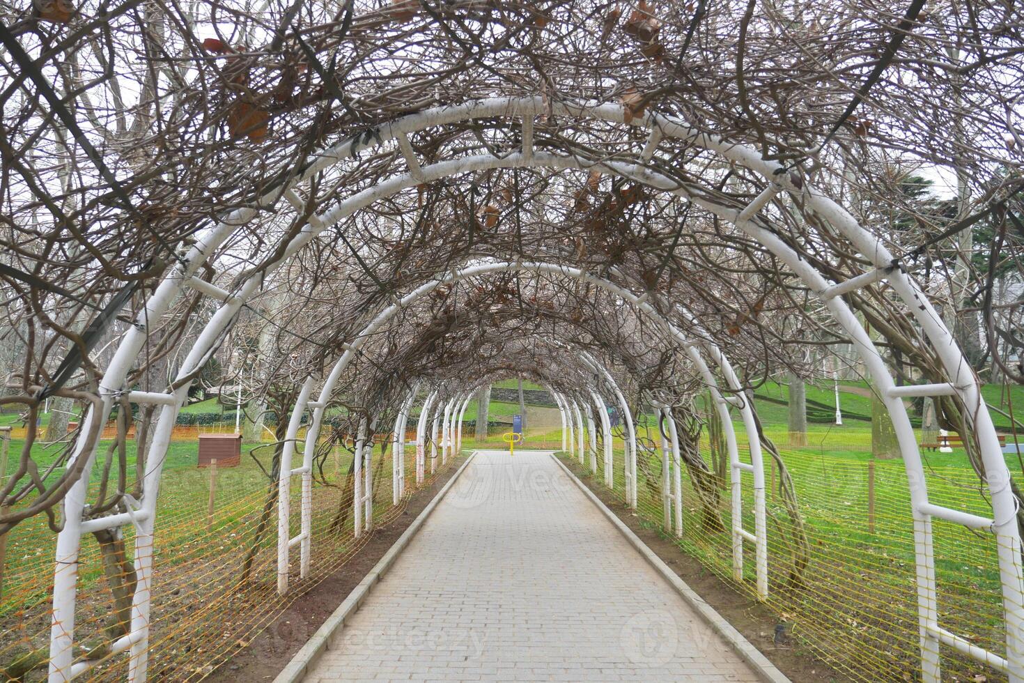 Pathway through a vine-covered archway in a public park photo