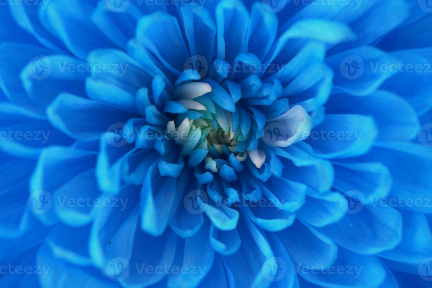 Bright blue bloom reveals intricate petals in close view photo