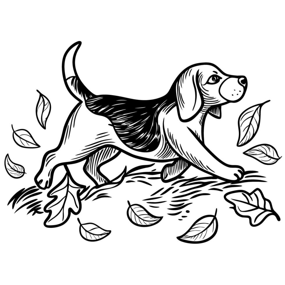 Playful beagle illustration black and white drawing with autumn leaves vector