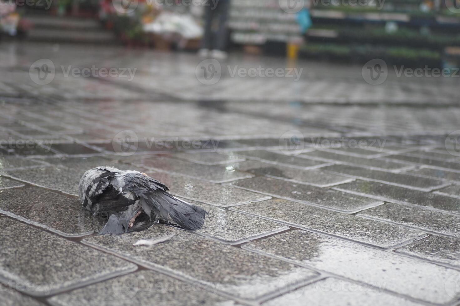 dead Pigeon lying on wet pavement in city park during rainy weather photo