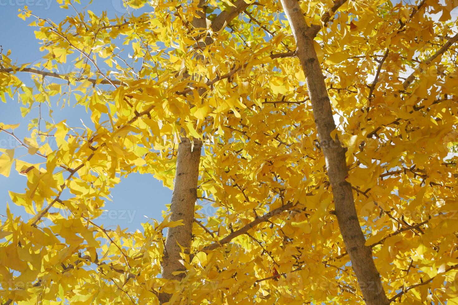 Bright yellow leaves on trees in autumn afternoon sunlight photo