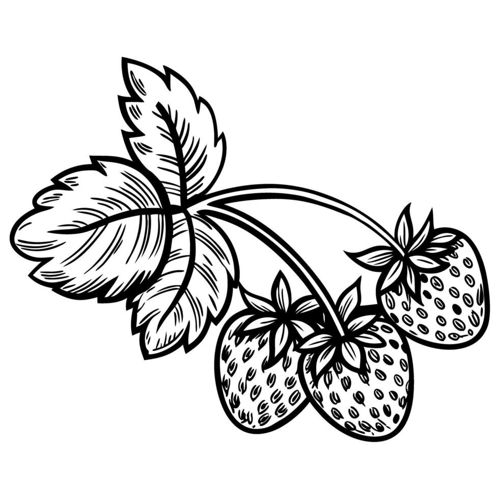 Illustration of strawberry plant with detailed leaves and fruit vector