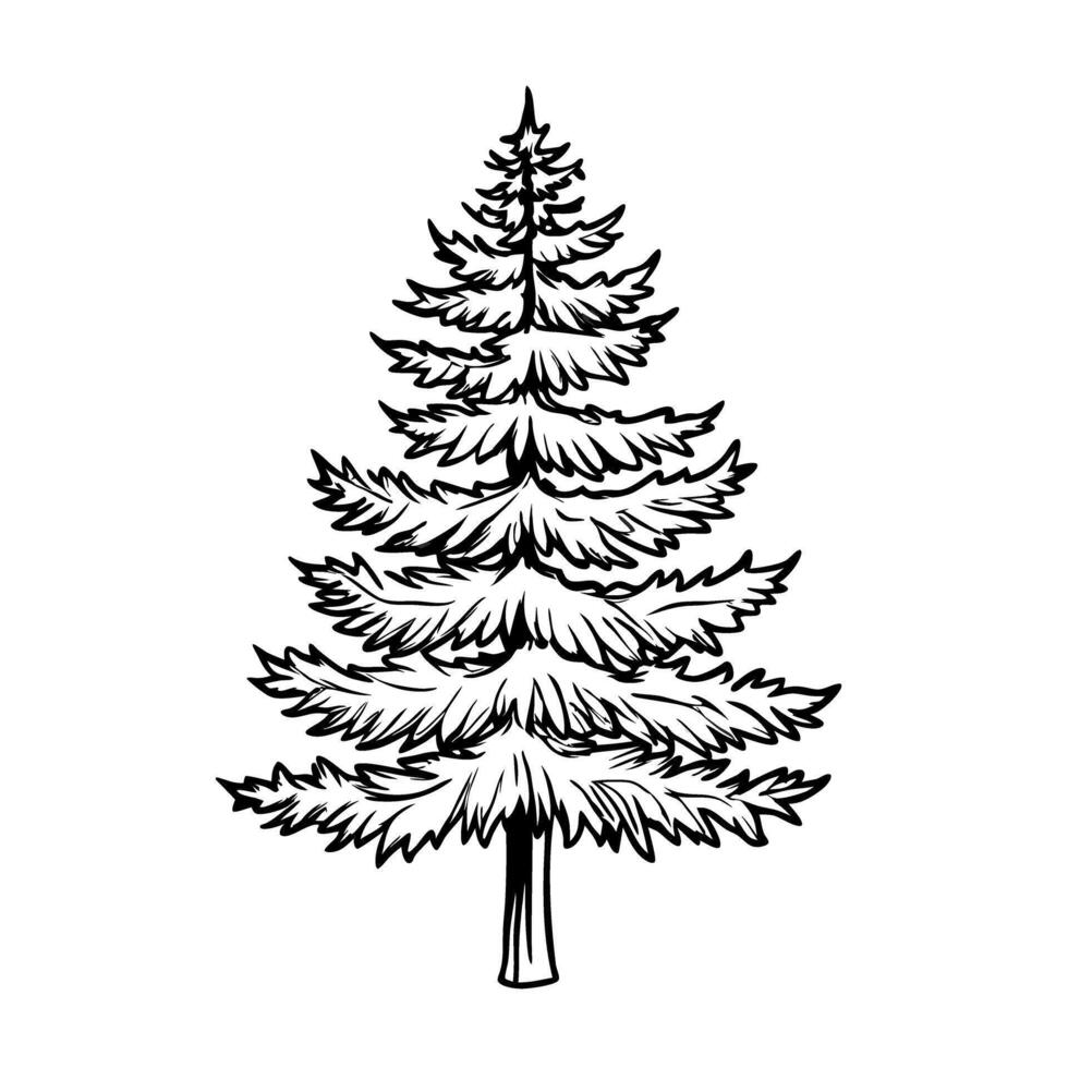 Evergreen pine tree outline black and white, nature illustration, botanical art vector