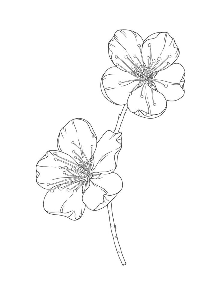 Apricot beautiful blossoms, elegant branch in graceful thin line. Japanese spring sakura flowers, outline. Hand drawn sketch of cherry, plum, or peach blossom, sketch vector