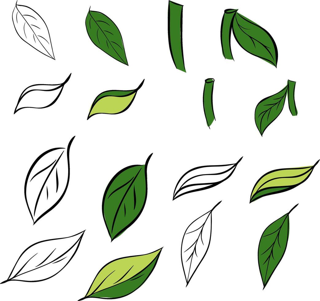 designer elements set collection of green leaves herbs in graphic line ink style. Decorative beauty elegant illustration for design vector