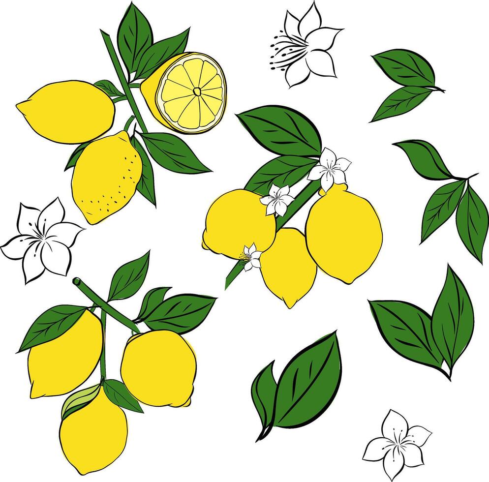 Lemons with leaves branches yellow colored set. graphic line ink illustration. Spring, Summer Background. Summer card with lemon branch for package, kitchen design, fabric and textile. vector