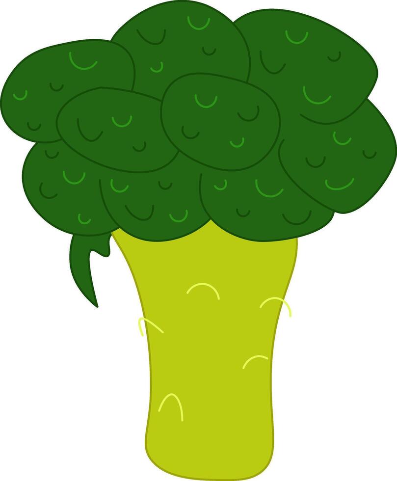 Fresh Vegetable broccoli isolated icon. broccoli for farm market, vegetarian salad recipe design. illustration in flat style vector