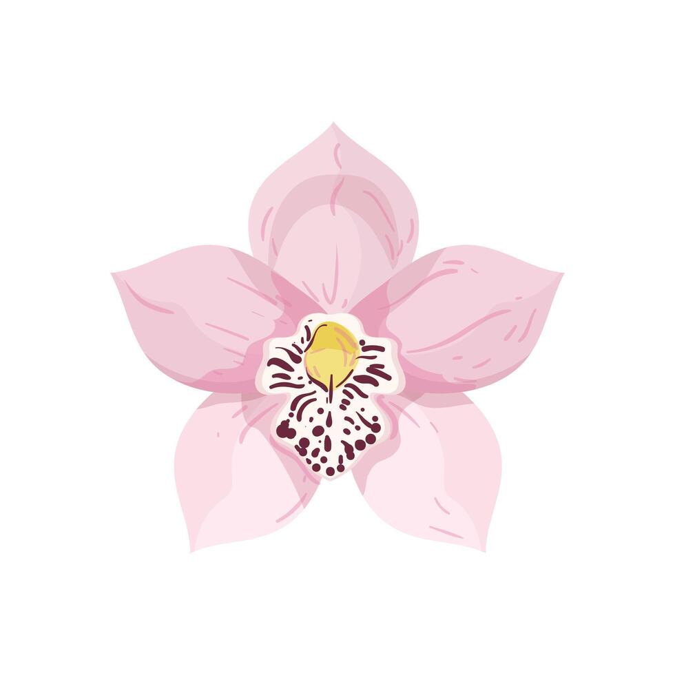 A pink orchid flower on a white background vector