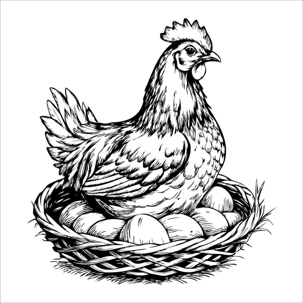 A chicken is laying eggs in a basket vector
