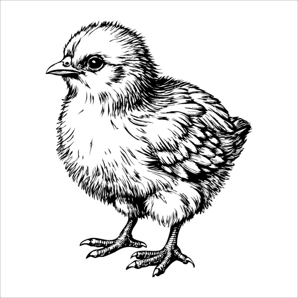 A black and white drawing of a small chicken vector