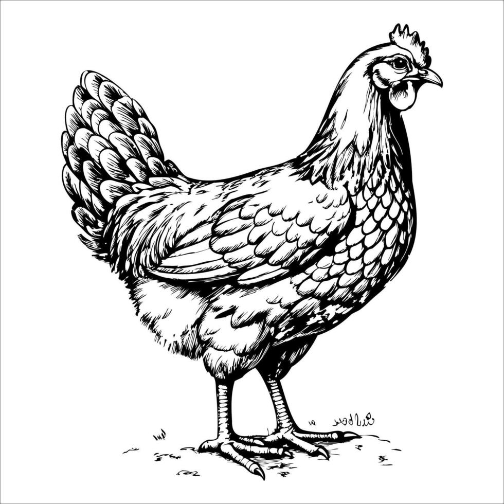 A chicken is standing on the ground with its head up vector
