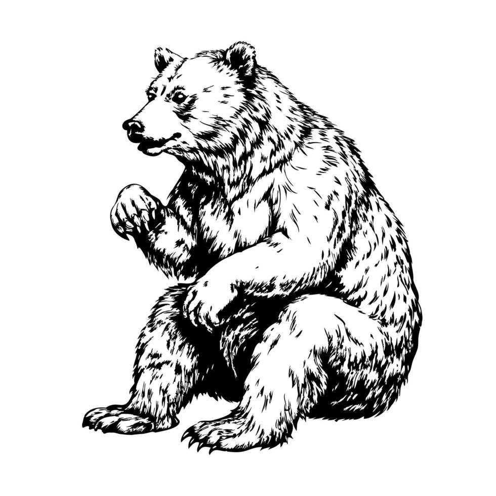 A bear is sitting on a white background vector