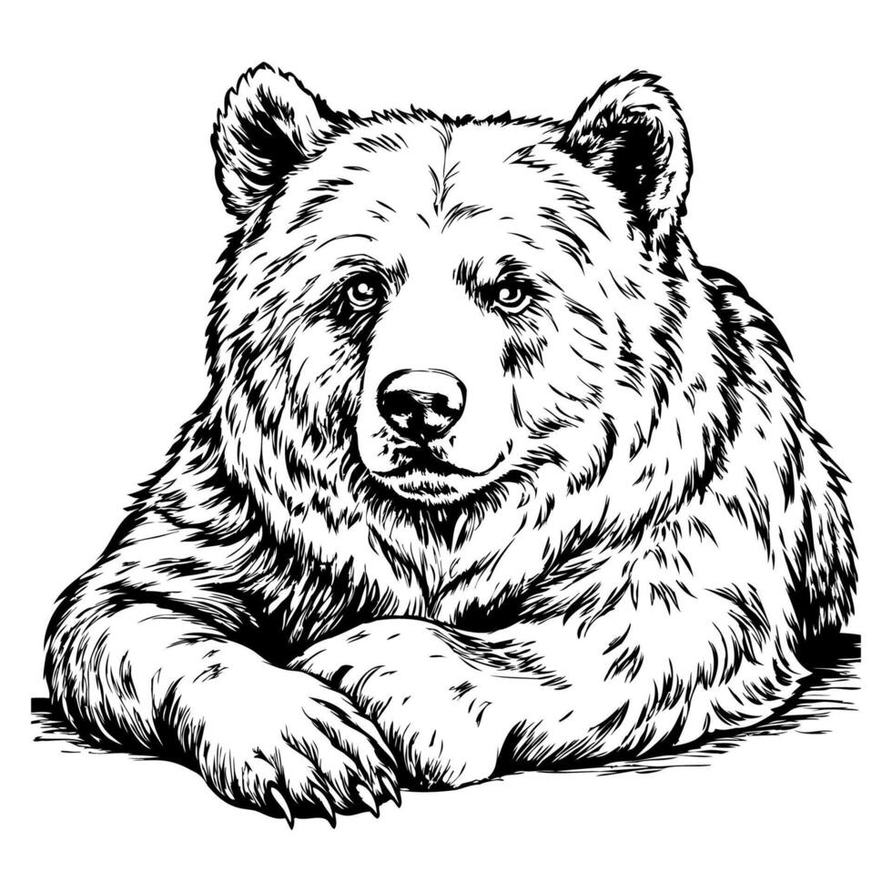 A bear is laying down on a white background vector
