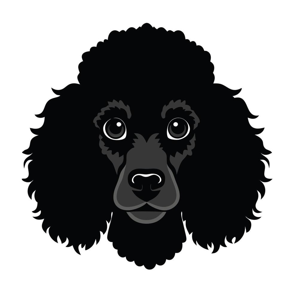 Poodle dog Front view of head silhouette illustration White Background vector