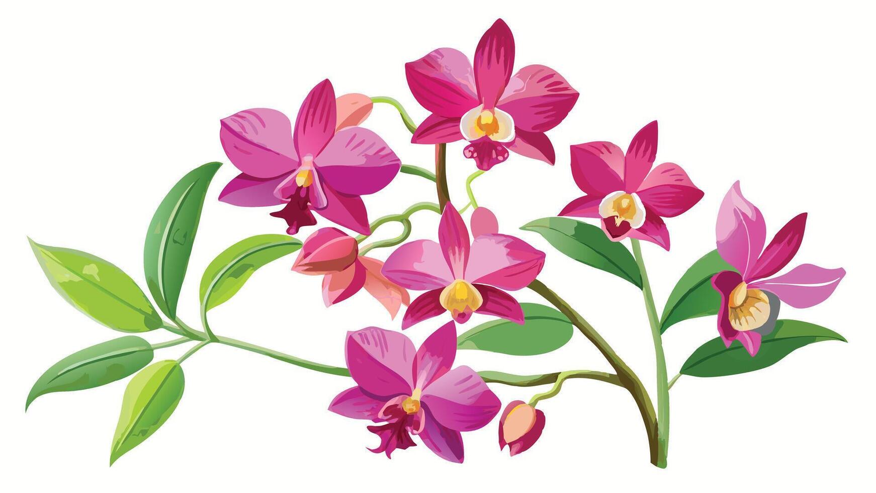 Orchid flower, pink, yellow purple, white background wallpaperillustration of orchid flowers on white background vector