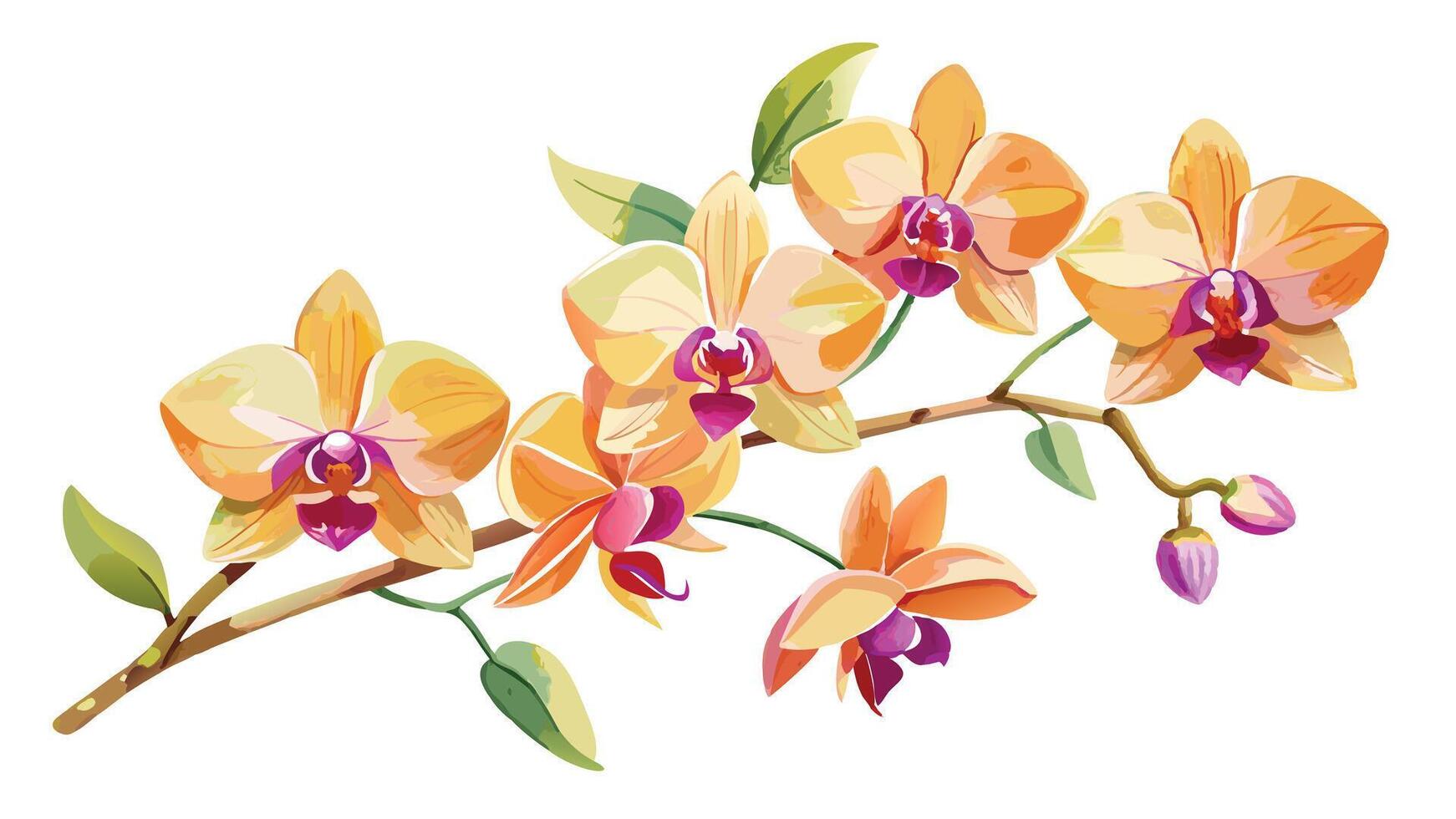 orange orchids on a branch Orchid flower, pink, yellow and purple, white background vector