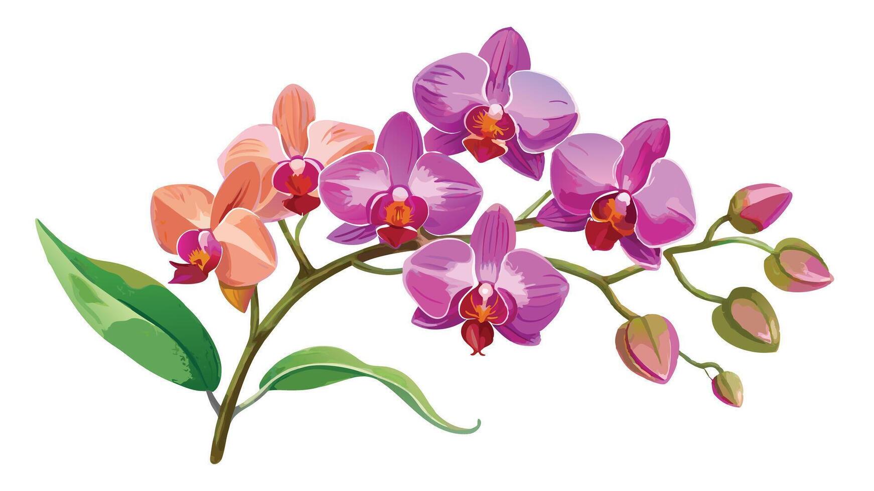 Orchid flower, pink, yellow , purple, white background wallpaperillustration of orchid flowers on white background vector