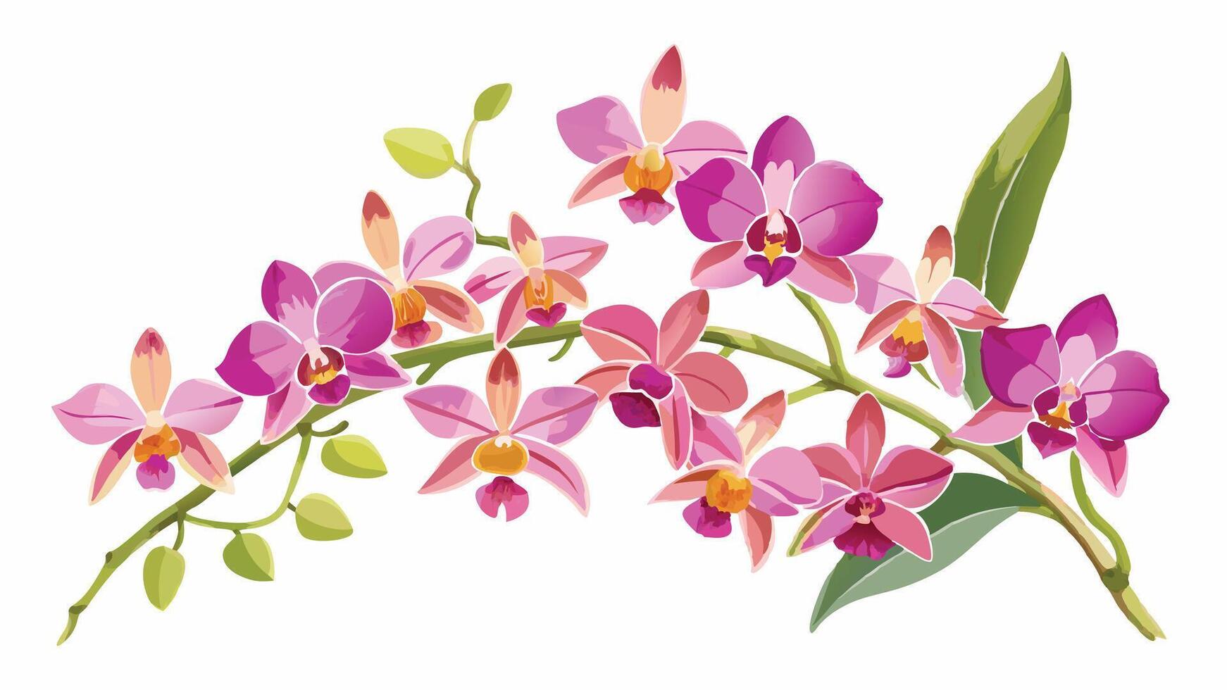 Orchid flower, pink, yellow and purple, white background a branch of orchids with pink flowers vector