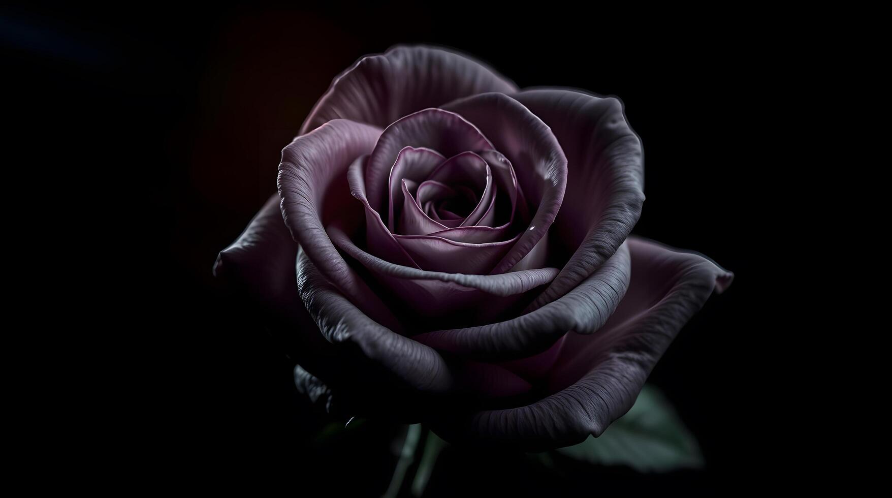 Close Up of Elegant Rose with Dramatic Lighting on Dark Background photo
