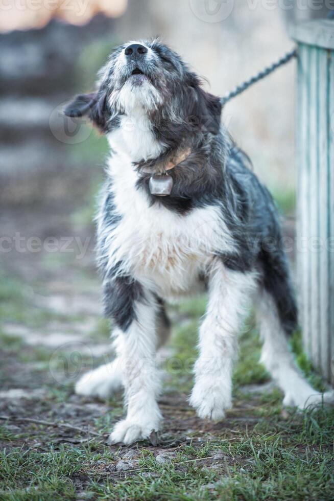 Dog linked to a railing photo