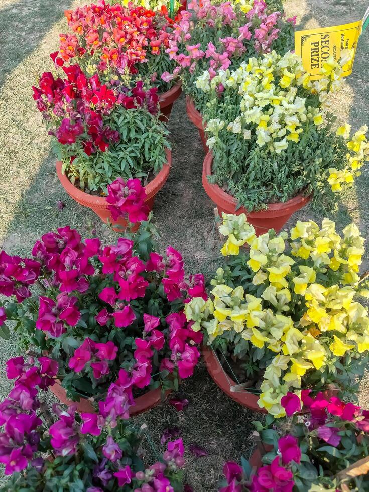 Many different types of flowers in pots on the ground photo
