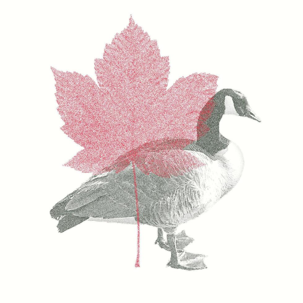 Vintage-Style Illustration of a Canada Goose with Canadian Maple Leaf, Featuring a Halftone Riso Print Effect vector