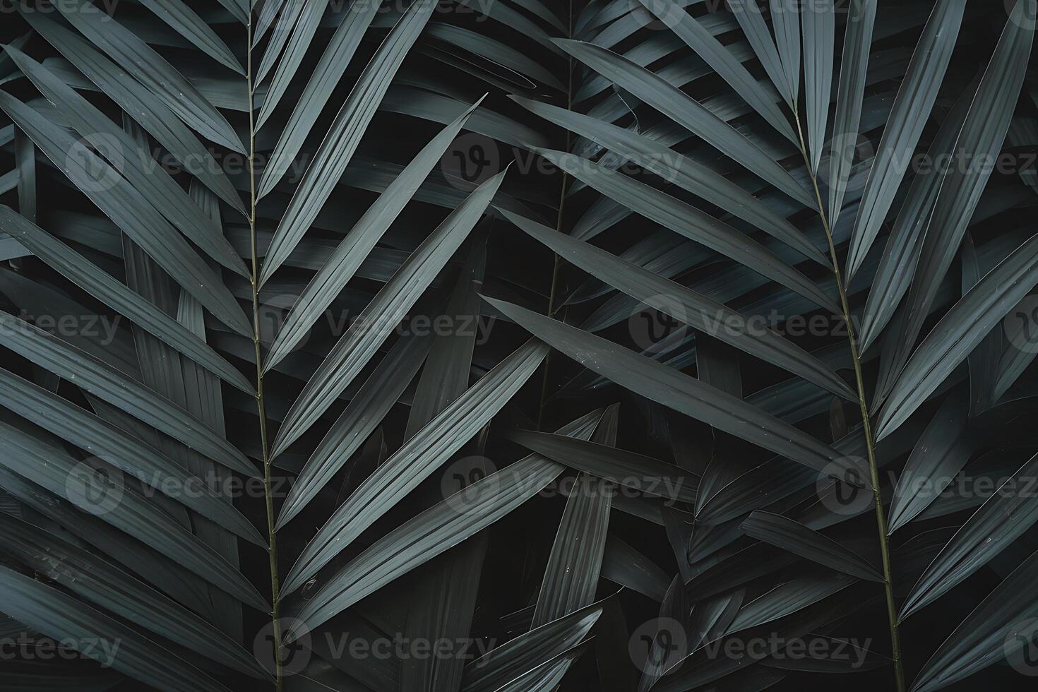 A close up of a dark green palm leaf photo