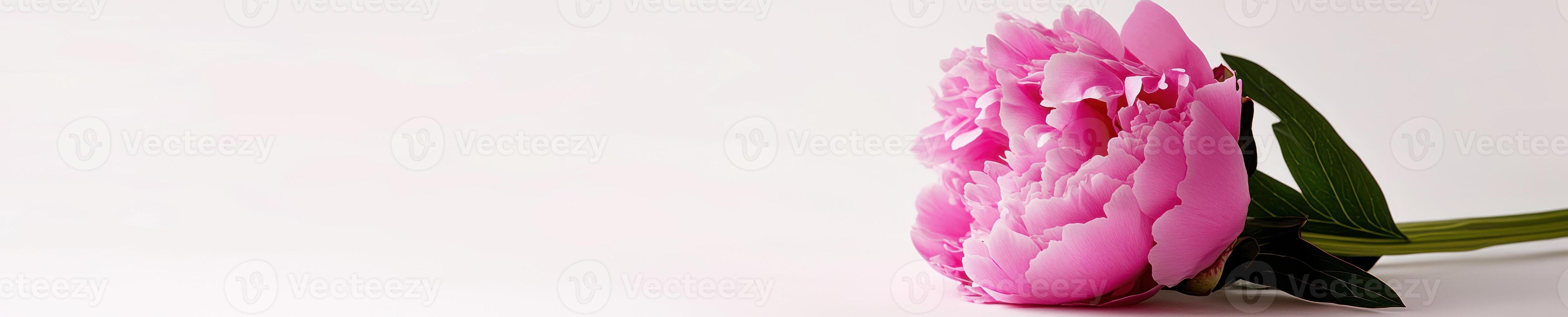 Minimalist peony composition with solitary bright pink flower on white background photo