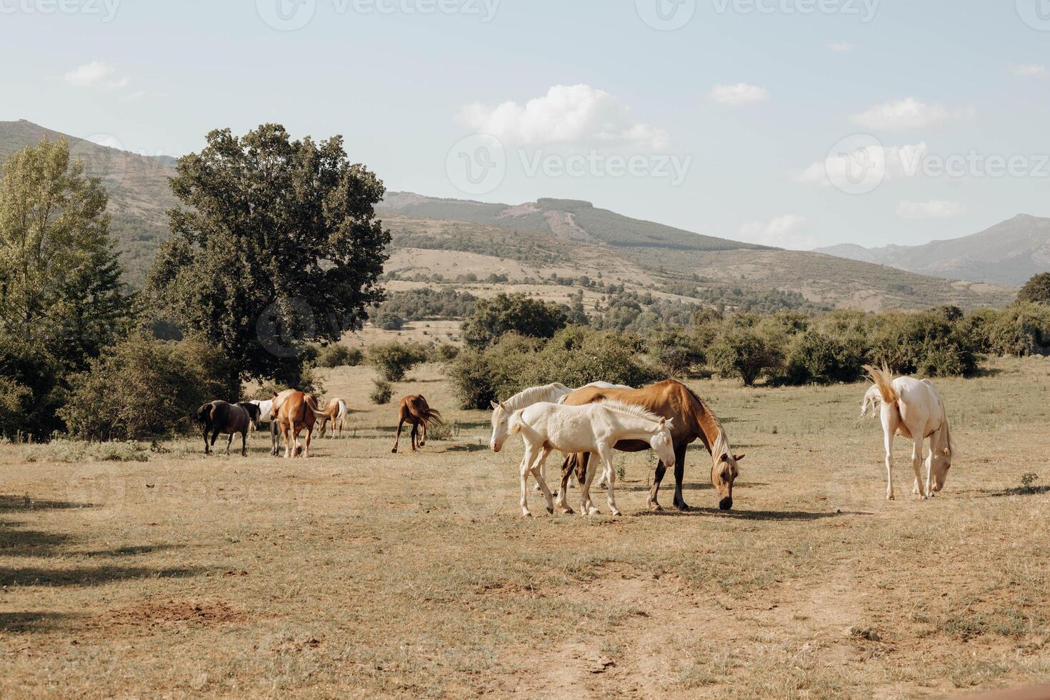 A group of horses grazing in a field. photo