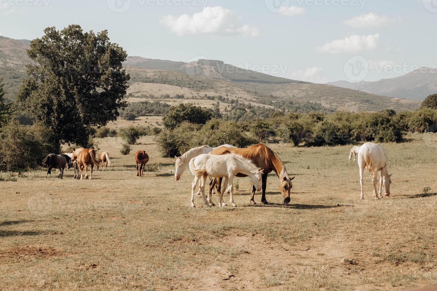 A group of horses grazing in a field photo